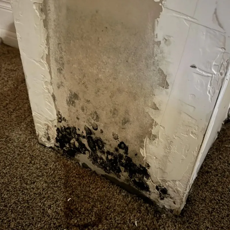 Professional Mold Removal in Hickory County, MO